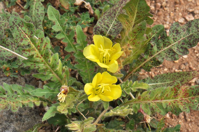 0072oenothera primiveris large yellow desert primrose700x465