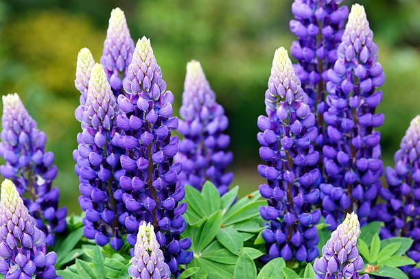 lupin flowers.